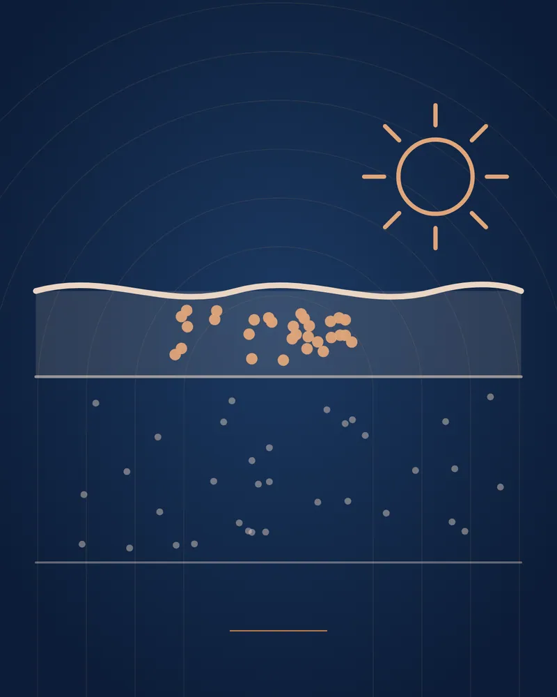 Sun Damage — educational illustration